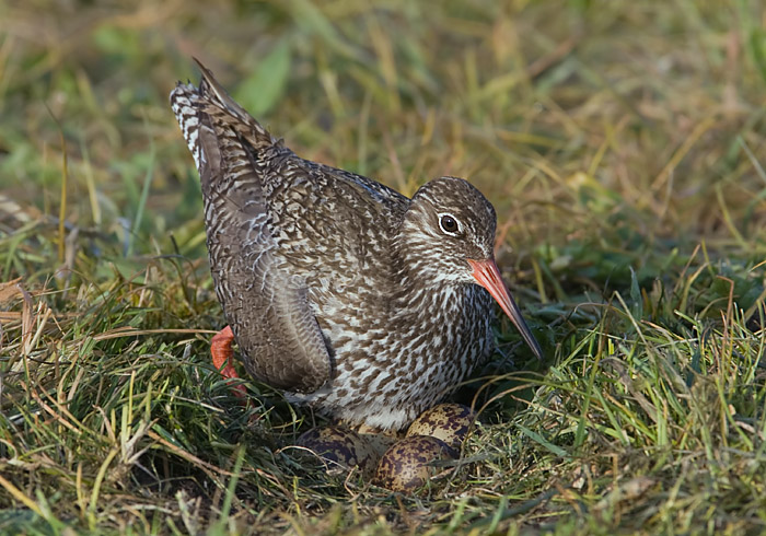 tuteluur op het nest.jpg
